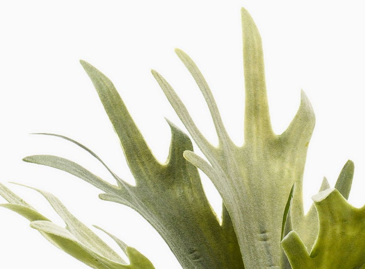 Künstlicher Geweihfarn Platycerium im goldfarbenen Topf, Detailansicht der Blätter und Basis.
