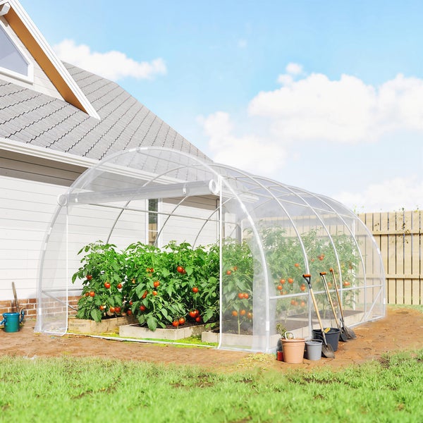 Transparenter Folientunnel im Garten mit Tomatenpflanzen in Holzkisten vor einer Hauswand.