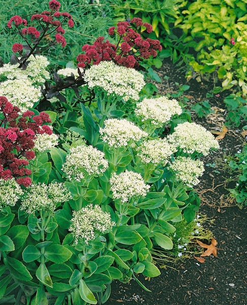 Sedum spectabile 'Stardust', Fetthenne, weißblühend, ca. 9x9 cm Topf