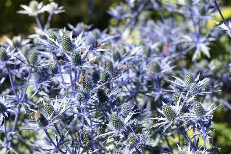 Eryngium planum, Flachblatt-Mannstreu, stahlblau, ca. 9x9 cm Topf