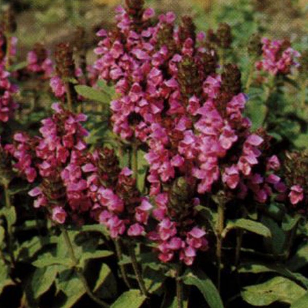 Nahaufnahme von Wiesenklee mit violetten Blüten.
