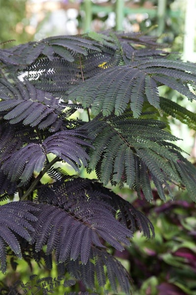 Albizia julibrissin 'Summer Chocolate', Seidenbaum, dunkelrot, 60–80 cm