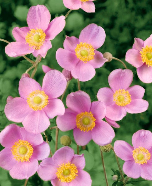 Anemone hupehensis 'Praecox', Herbst-Anemone, rosa, ca. 9x9 cm Topf