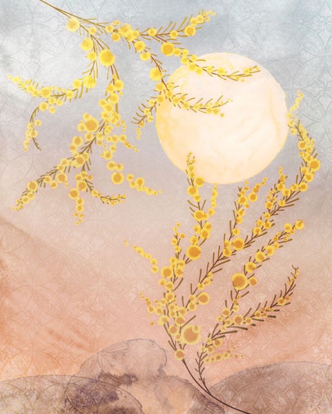 Illustration mit Mimosenblüten vor einem kreisförmigen Hintergrund