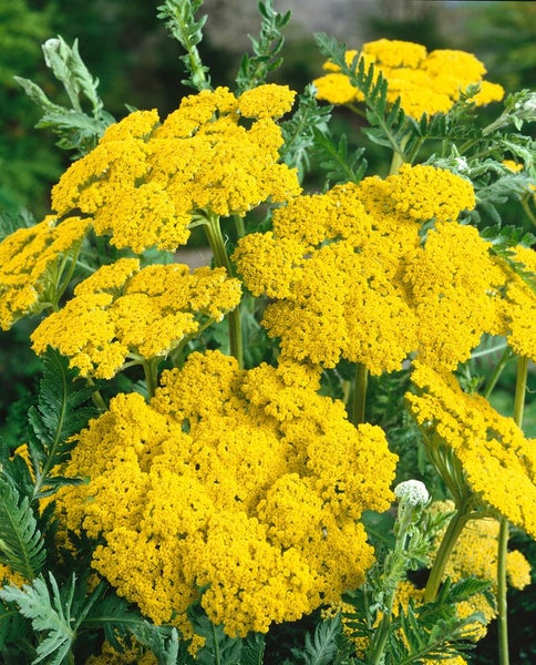 Achillea filipendulina 'Helios', Schafgarbe, goldgelb, ca. 9x9 cm Topf
