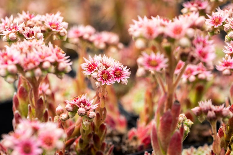 Sempervivum x cult.'Silver Thaw', Hauswurz, silbrig, ca. 9x9 cm Topf