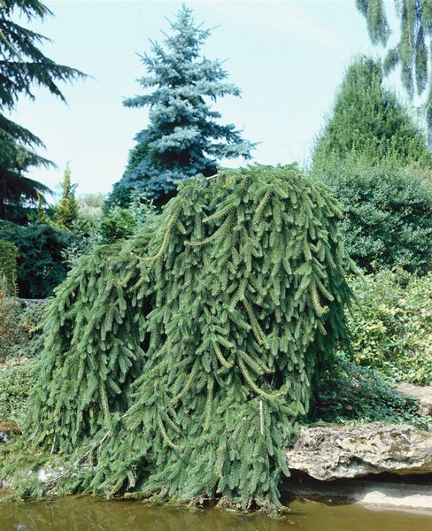 Hängende Zwergfichte im Garten
