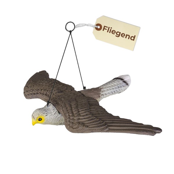 Fliegender Raubvogel als Vogelscheuche zur Abschreckung von Vögeln