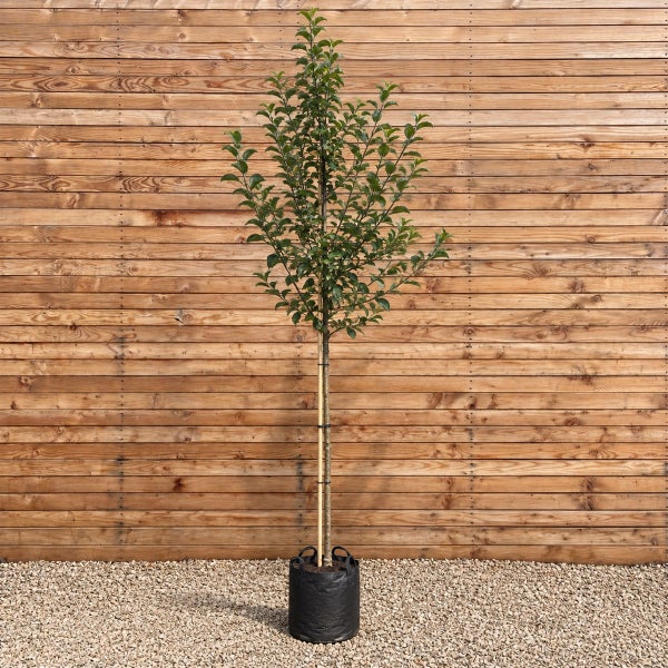 Junger Obstbaum als Hochstamm in einem Pflanzcontainer mit Stützpfahl vor einer Holzfassade