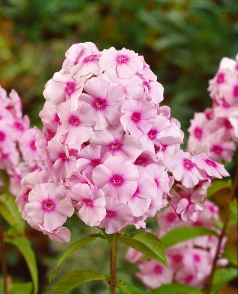 Phlox paniculata 'Kirmesländler', Flammenblume, rosa, ca. 11x11 cm Topf