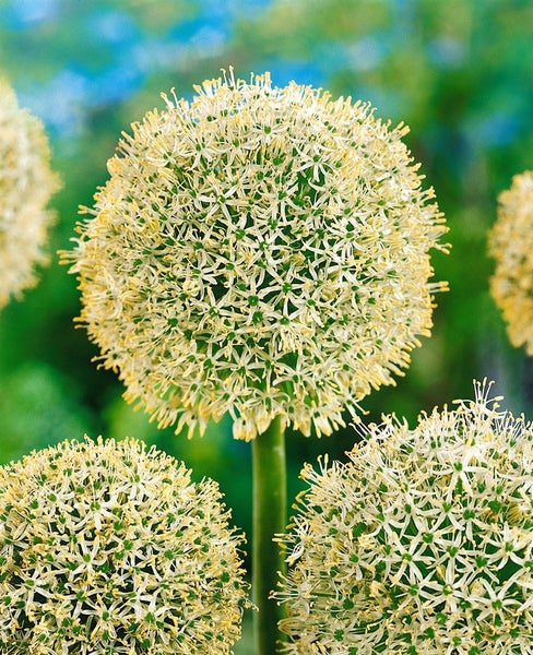 Allium giganteum, Riesenlauch, violett, 2-3 Liter Container
