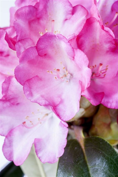 Rhododendron yakushimanum 'Fantastica', rosa-rot, 30–40 cm