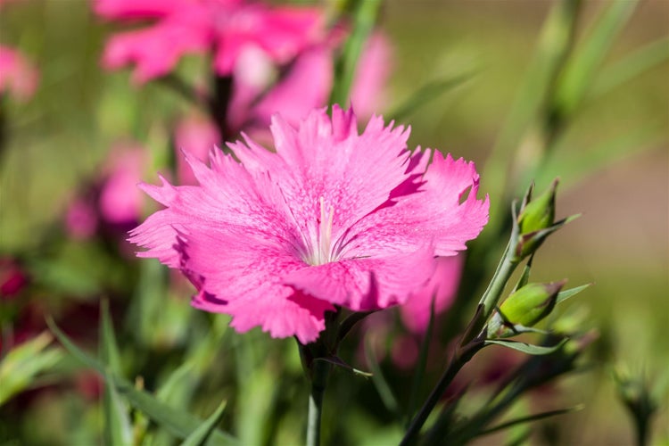 Dianthus gratianop. 'Grandiflorus', Nelke, rosa, ca. 9x9 cm Topf