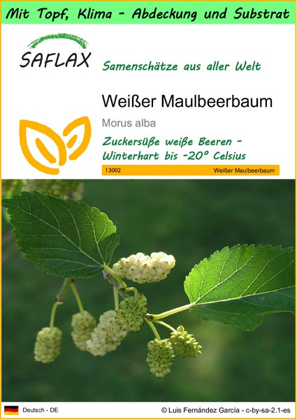 SAFLAX Garden to go - Weißer Maulbeerbaum - Morus alba - 200 Samen - Mit Topf, Klima - Deckel und Anzuchtsubstrat