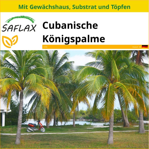 SAFLAX Anzucht Set - Cubanische Königspalme - Roystonia regia - 8 Samen - Mit Mini-Gewächshaus, Anzuchtsubstrat und 2 Töpfen