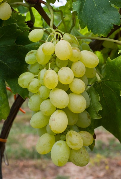Eine Traube heller Weintrauben hängend an einem Rebstock mit Weinblättern im Weinberg.