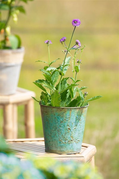Verbena rigida, Vervain, violett, ca. 9x9 cm Topf