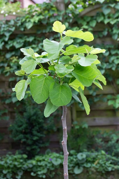 Ficus carica, Feige, 100–125 cm, essbare Früchte