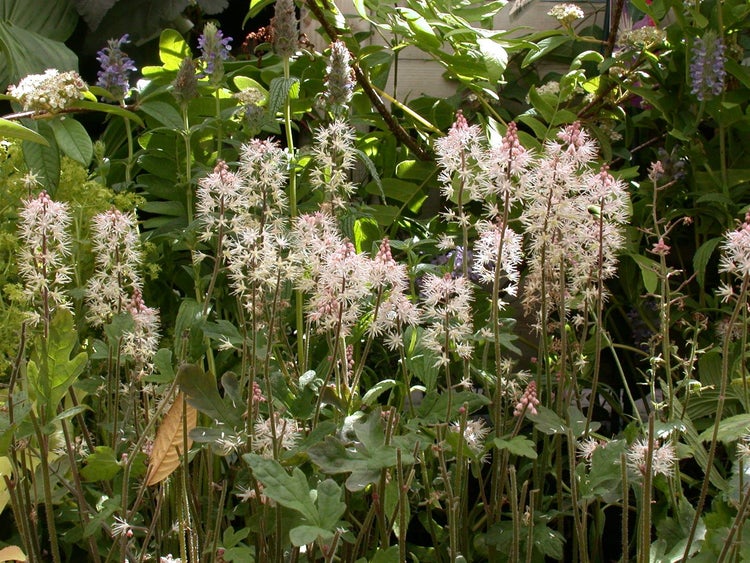 Tiarella laciniata 'Spring Symphony', Schaumblüte, ca. 11x11 cm Topf