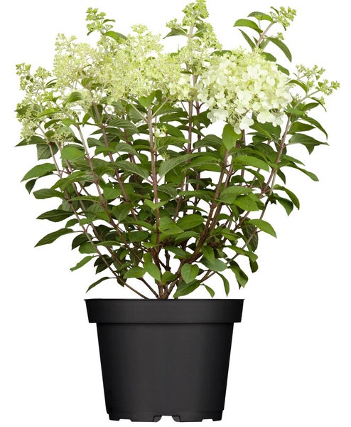 Hydrangea paniculata 'Limelight' -S-, Rispenhortensie, grünlich-weiß, 40–60 cm