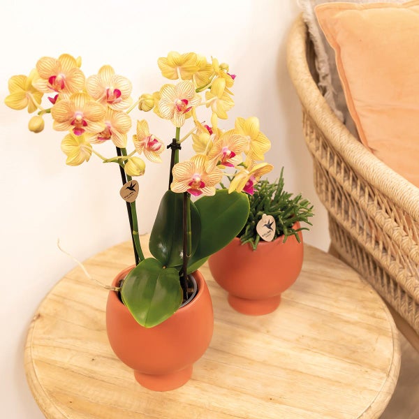 Kolibri Orchids orange Phalaenopsis Orchidee -35cm hoch Topfgröße 9cm blühende Zimmerpflanze frisch vom Züchter