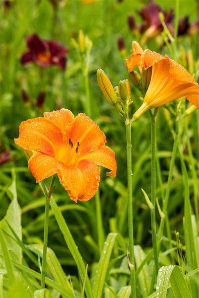 Hemerocallis x cult. 'Pardon Me', Taglilie, rot, ca. 11x11 cm Topf