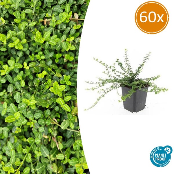 Kriechspindel Euonymus fortunei Minimus im 60er Pack, immergrüner Bodendecker mit kleinen Blättern, Planet Proof zertifiziert.