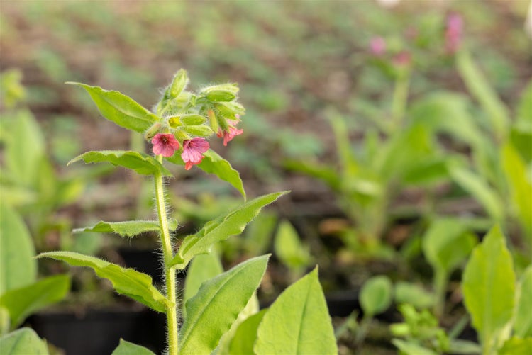 Pulmonaria rubra 'Redstart', Lungenkraut, rotblühend, ca. 9x9 cm Topf