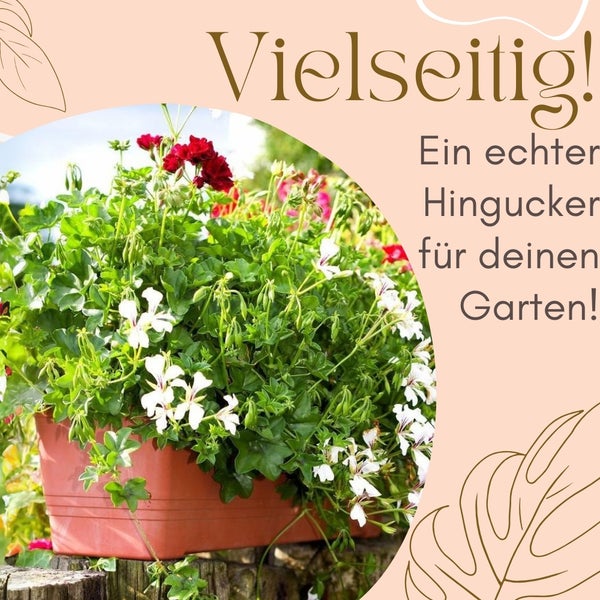 Geranien im Pflanzkasten für den Garten