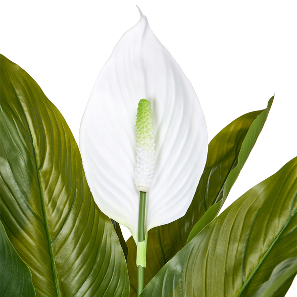 Nahaufnahme eines Einblatts Spathiphyllum mit weißer Blüte und grünen Blättern.
