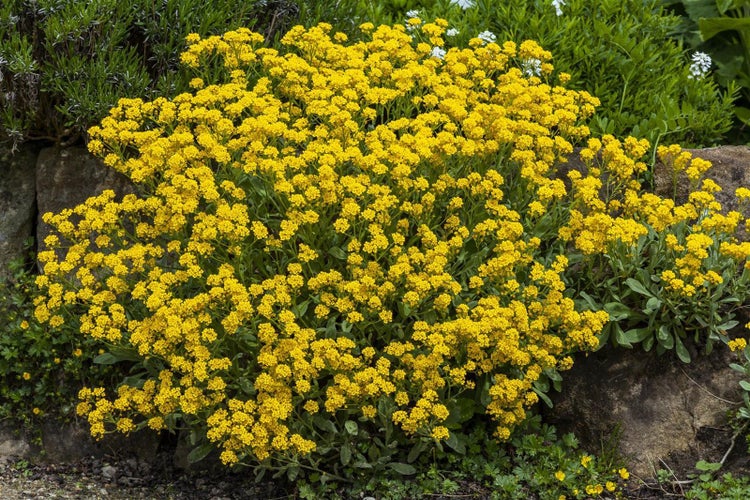 Alyssum saxatile, Steinkraut, gelb, ca. 9x9 cm Topf