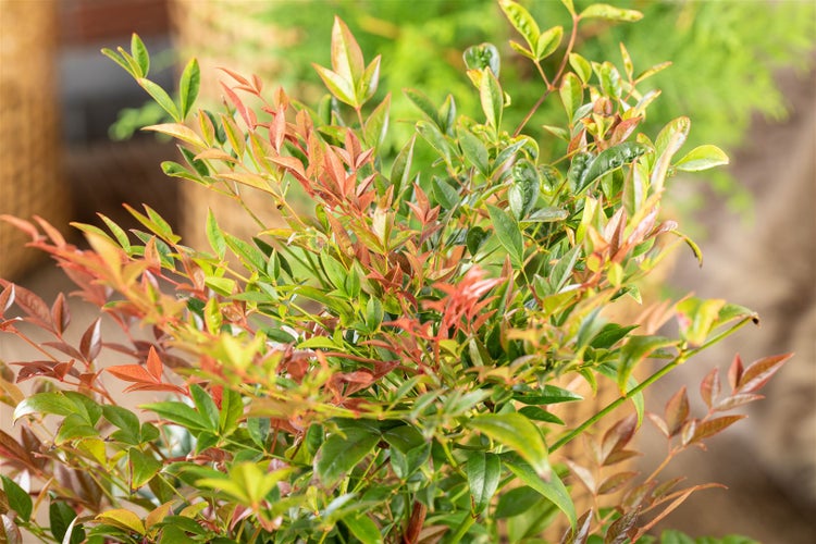 Im Bild ist ein Nandina-Strauch mit grünem und rotem Laub zu sehen.
