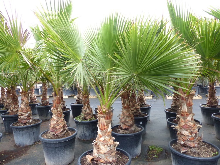 Mehrere Washingtonia-Palmen in schwarzen Kunststofftöpfen in einer Baumschule mit fächerförmigen grünen Blättern und rauen Stämmen.