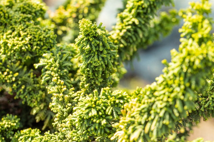 Chamaecyparis obtusa 'Teddy Bear', Hinoki-Scheinzypresse, 25–30 cm