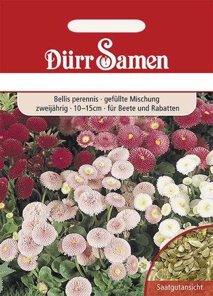 Dürr Samen Samentüte Bellis perennis gefüllte Mischung, zweijährig, 10 bis 15 Zentimeter Wuchshöhe, für Beete und Rabatten, inklusive Saatgutansicht.
