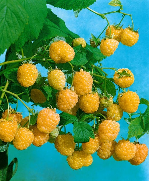 Rubus idaeus 'Golden Everest', Himbeere, gelbfruchtig, 30–40 cm