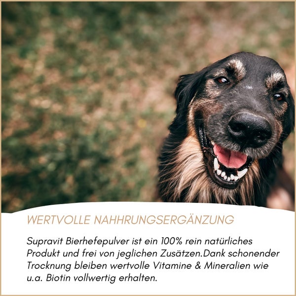 Nahaufnahme eines Hundes mit Text zu Supravit Bierhefepulver als natürliche Nahrungsergänzung mit wertvollen Vitaminen und Biotin.