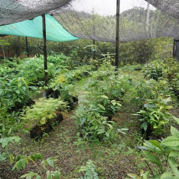 Gärtnerei mit verschiedenen Pflanzen unter einem schattenspendenden Netz