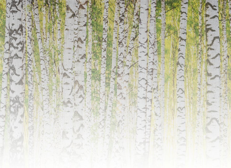 Fototapete mit Birkenwald-Motiv, weiße Birkenstämme und grüne Blätter.
