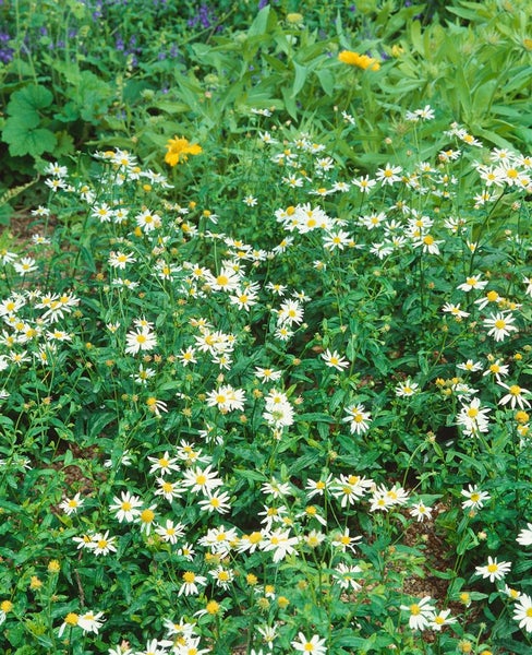 Kalimeris incisa, Feinstrahl-Aster, zartlila, ca. 9x9 cm Topf