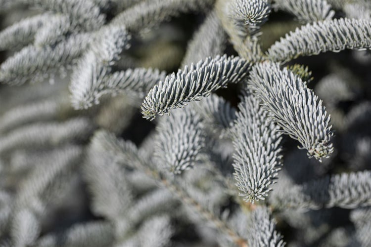 Abies procera 'Glauca', Edeltanne, blaugrün, 20–30 cm