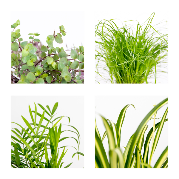 4x Haustierfreundliche Mischung inkl. Jutekorb - Haustierfreundlich - ⌀12 cm - ↕15-45 cm