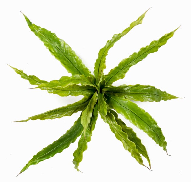 Nestfarn Asplenium nidus in der Draufsicht mit sternförmig angeordneten, gewellten grünen Blättern.