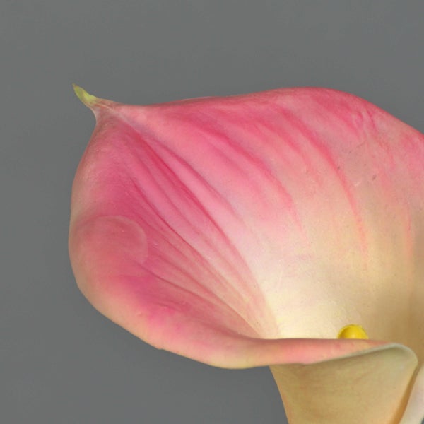 Nahaufnahme einer rosa Calla Blüte Zantedeschia