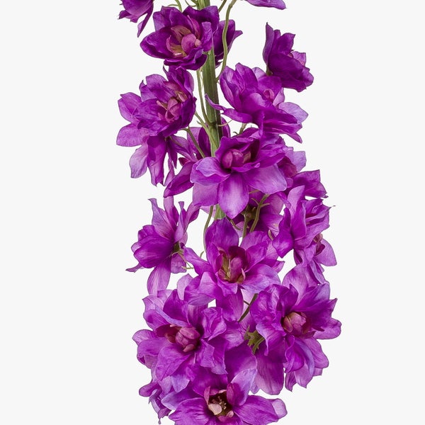 Vertikaler Blütenstand eines lila Rittersporns mit dicht angeordneten Blüten.