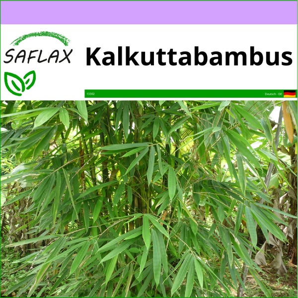 SAFLAX  - Kalkuttabambus - Dendrocalamus strictus - 50 Samen