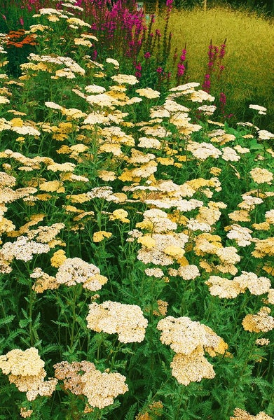Achillea filipendulina 'Credo', Schafgarbe, gelb, ca. 9x9 cm Topf