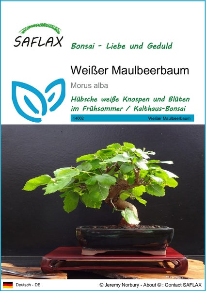 SAFLAX  - Weißer Maulbeerbaum - Morus alba - 200 Samen