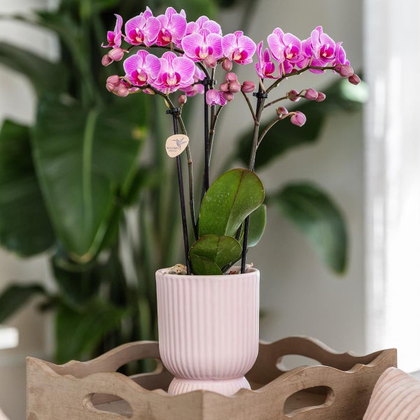 Kolibri Orchids rosa lila Phalaenopsis Orchidee El Salvador + Diabolo pink Topfgröße 9cm blühende Zimmerpflanze frisch vom Züchter