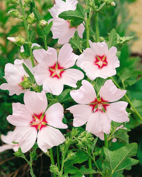 Lavatera x olbia 'Blushing Bride', Strauchmalve, rosa, ca. 11x11 cm Topf